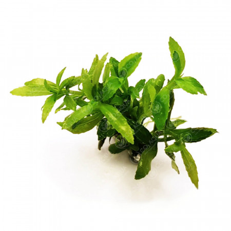 Лимнофила ароматика - Limnophila aromatica Лимнофила ароматика - Limnophila aromatica