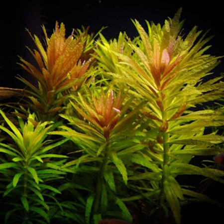 Лимнофила ароматика - Limnophila aromatica Лимнофила ароматика - Limnophila aromatica