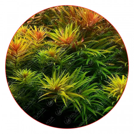 Лимнофила ароматика - Limnophila aromatica Лимнофила ароматика - Limnophila aromatica