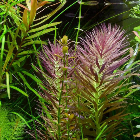 Лимнофила ароматика - Limnophila aromatica Лимнофила ароматика - Limnophila aromatica