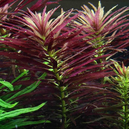 Лимнофила ароматика - Limnophila aromatica Лимнофила ароматика - Limnophila aromatica