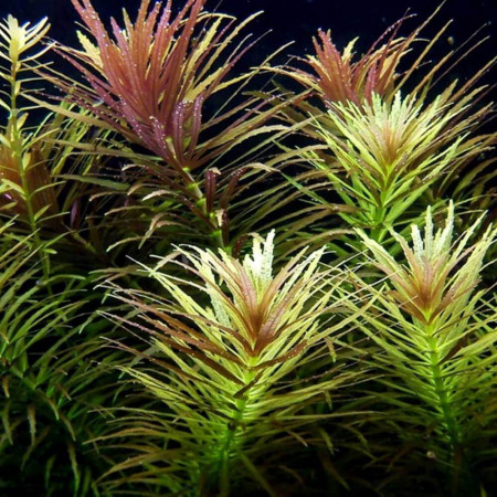 Лимнофила ароматика - Limnophila aromatica Лимнофила ароматика - Limnophila aromatica