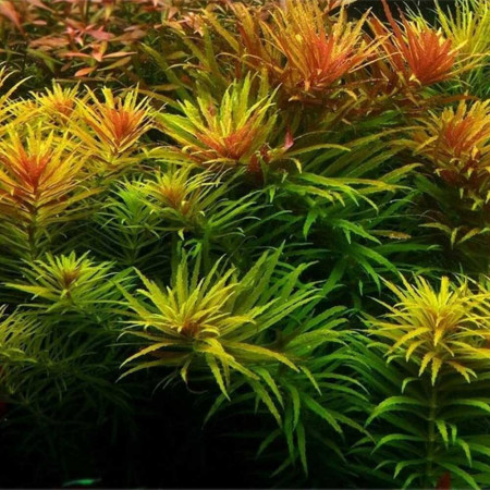 Лимнофила ароматика - Limnophila aromatica Лимнофила ароматика - Limnophila aromatica