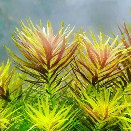 Лимнофила ароматика - Limnophila aromatica Лимнофила ароматика - Limnophila aromatica