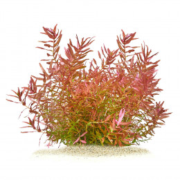 Ротала макрандра мини - Rotala macrandra mini