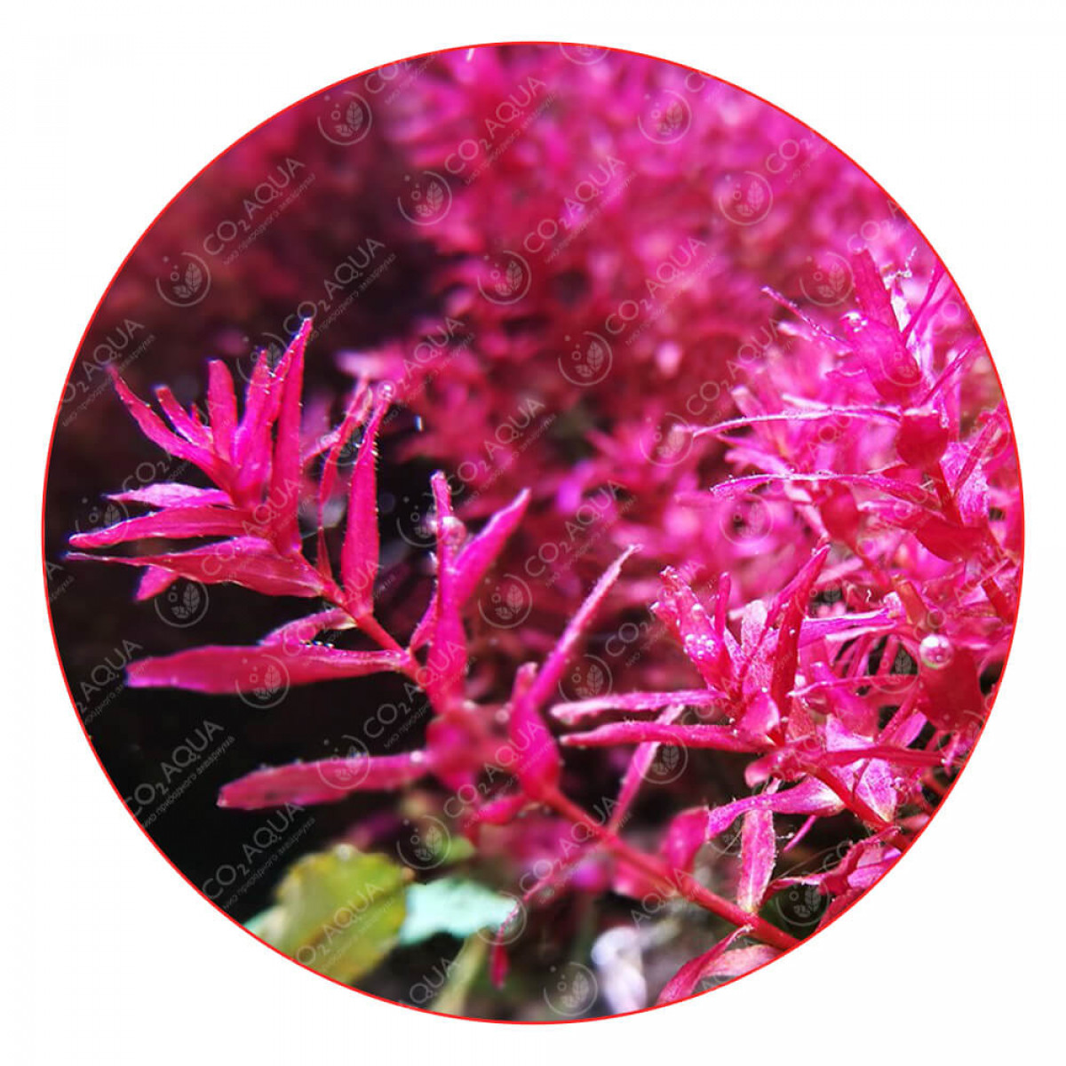 Ротала макрандра мини - Rotala macrandra mini