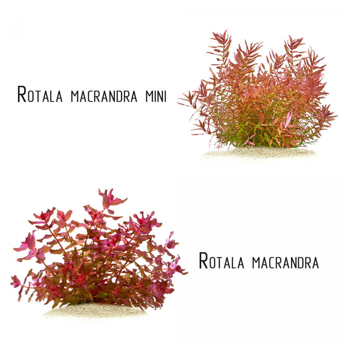 Ротала макрандра мини - Rotala macrandra mini