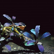 Буцефаландра "Призрак Брауни" - Bucephalandra sp. "Brownie Ghost"