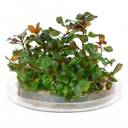 Людвигия Рубин - Ludwigia repens Rubin