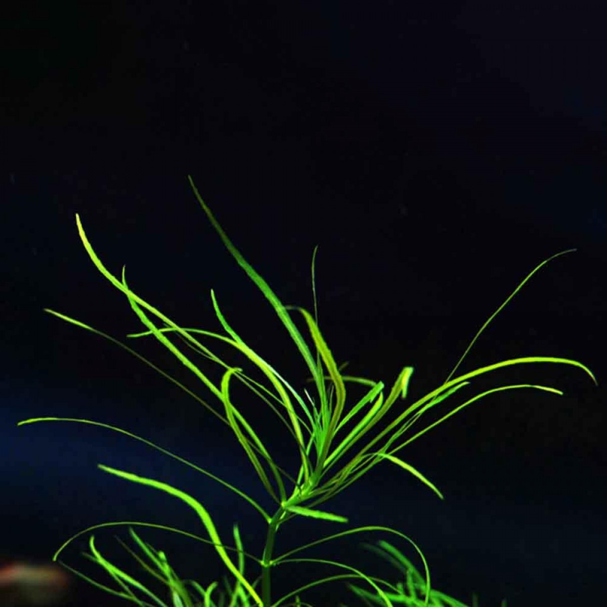 погостемон октопус аквариумное. погостемон октопус аквариумное. погостемон октопус аквариумное. погостемон октопус аквариумное.