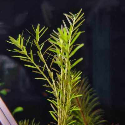 Ротала круглолистная "Ваянд" - Rotala rotundifolia sp. "Wayanad"