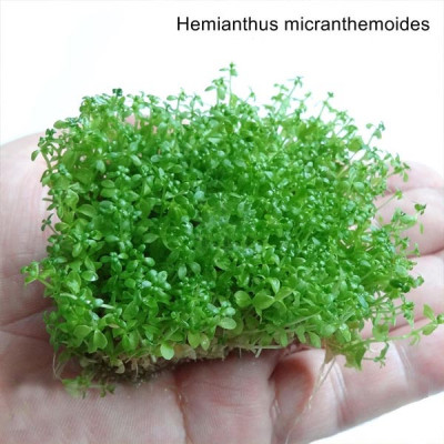 Хемиантус микрантемоидес - Hemianthus micranthemoides