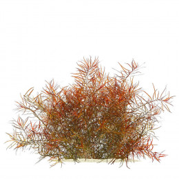 Людвигия дугообразная - Ludwigia arcuata Людвигия дугообразная - Ludwigia arcuata