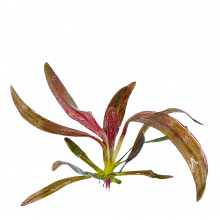 Эхинодорус Гореман красный - Echinodorus horemanii red
