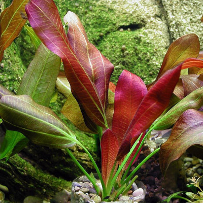 Эхинодорус Гореман красный - Echinodorus horemanii red