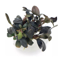Буцефаландра "Брауни Феникс" - Bucephalandra sp. "Brownie Phoenix"