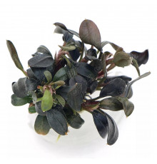 Буцефаландра "Брауни Феникс" - Bucephalandra sp. "Brownie Phoenix"