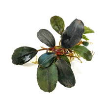 Буцефаландра "Миднайт Блю" - Bucephalandra sp. "Midnight Blue"