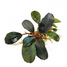 Буцефаландра "Миднайт Блю" - Bucephalandra sp. "Midnight Blue"