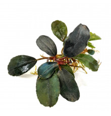 Буцефаландра "Миднайт Блю" - Bucephalandra sp. "Midnight Blue"