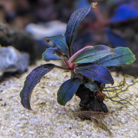 Буцефаландра "Миднайт Блю" - Bucephalandra sp. "Midnight Blue"