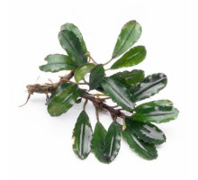 Буцефаландра "Купер Лиф Мелави" - Bucephalandra sp. "Copper Leaf Melawi"