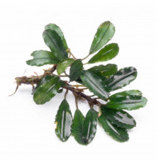 Буцефаландра "Купер Лиф Мелави" - Bucephalandra sp. "Copper Leaf Melawi"