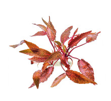 Криптокорина нури - Cryptocoryne nurii