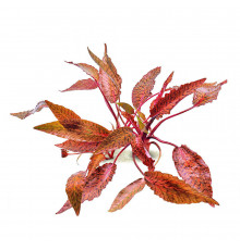 Криптокорина нури - Cryptocoryne nurii