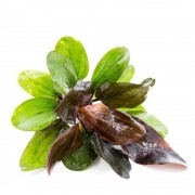 Эхинодорус Красный жемчуг - Echinodorus Hadi Red Pearl