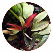 Эхинодорус Красный жемчуг - Echinodorus Hadi Red Pearl