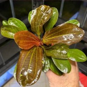 Эхинодорус Красный жемчуг - Echinodorus Hadi Red Pearl