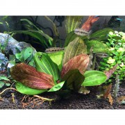 Эхинодорус Красный жемчуг - Echinodorus Hadi Red Pearl