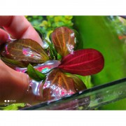 Эхинодорус Красный жемчуг - Echinodorus Hadi Red Pearl