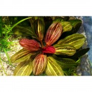 Эхинодорус Красный жемчуг - Echinodorus Hadi Red Pearl