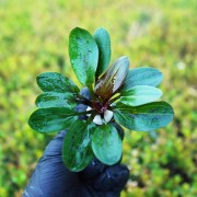 Эхинодорус Красный жемчуг - Echinodorus Hadi Red Pearl
