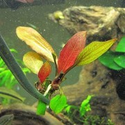 Эхинодорус Красный жемчуг - Echinodorus Hadi Red Pearl