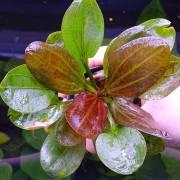 Эхинодорус Красный жемчуг - Echinodorus Hadi Red Pearl
