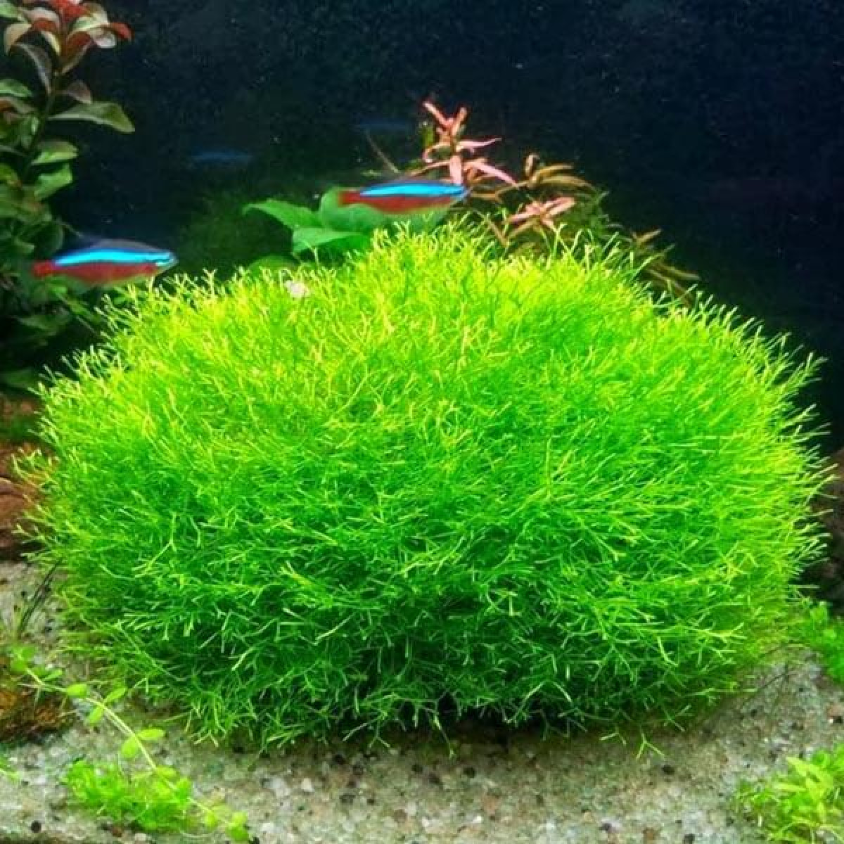 Риччия (Riccia fluitans)