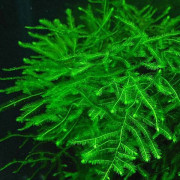 Мох Спайки - Taxiphyllum sp. "Spiky Moss"