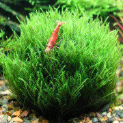 Мох стринги - Stringy moss