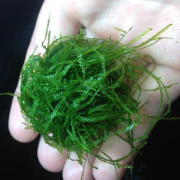 Мох стринги - Stringy moss