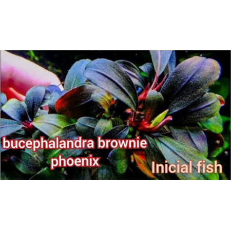 Буцефаландра "Брауни Феникс" - Bucephalandra sp. "Brownie Phoenix"