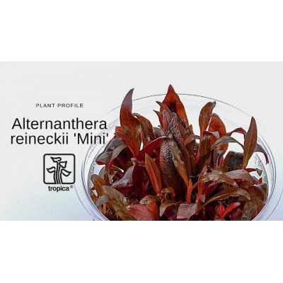 Альтернантера мини - Alternanthera reineckii Mini