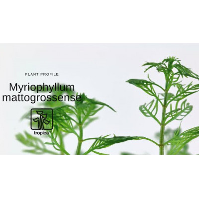 Перистолистник - Myriophyllum mattogrossens