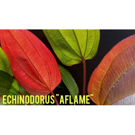 Эхинодорус Афлейм - Echinodorus Aflame
