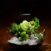 Биобутылка Bioloark LED PD 170