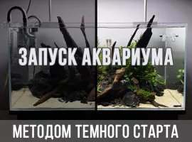 Запуск аквариума методом темного старта