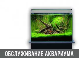 Обслуживание аквариума. Практические советы опытных аквариумистов.