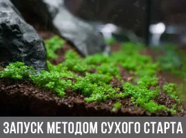 Легкий способ запуска аквариума методом сухого старта и 7 полезных советов.